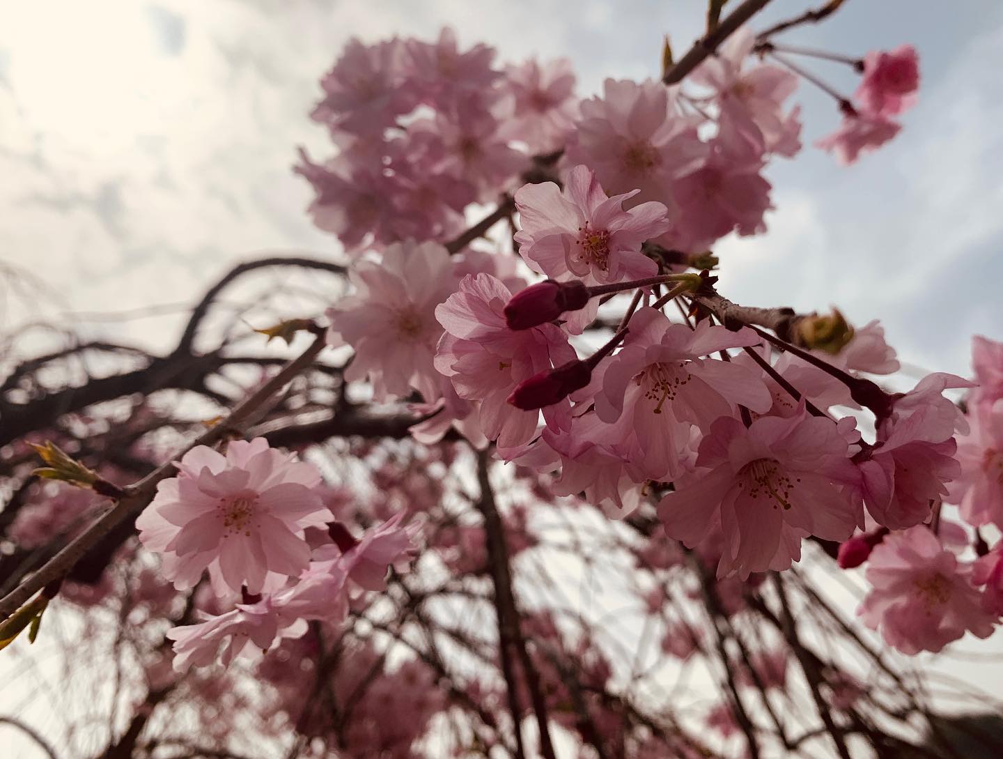 桜を愛でつつ、肉焼きつつ。個人的桜まつり。桜を撮ってみたくて一眼カメラ持ってきたのに試し撮りにと一枚撮ったら電池がなくなるというありさま。肉が美味しく撮れました。#ケースの中で #電源オン #機材あるある