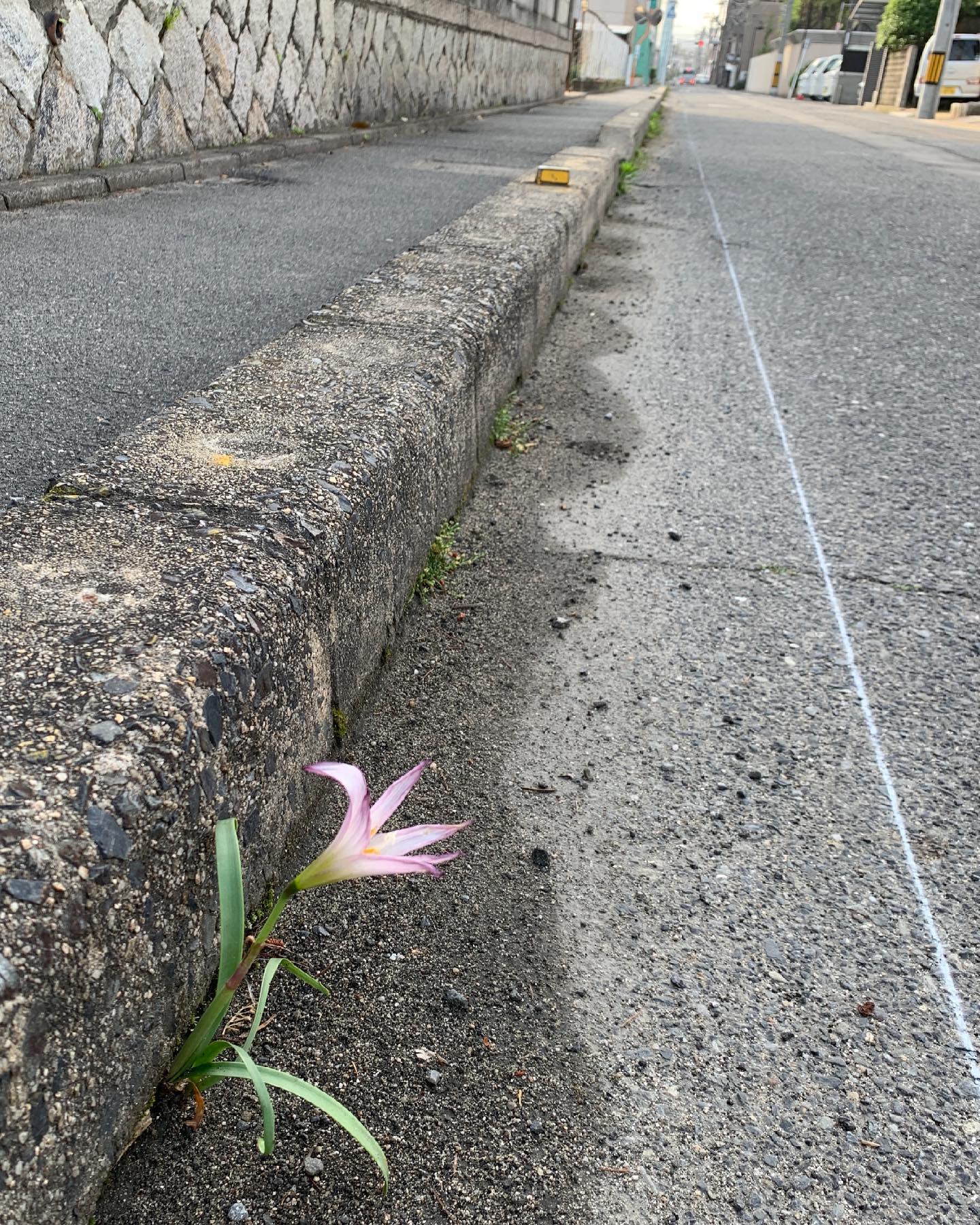 朝ラン。5km。咲く花に勇気づけられる。#朝ラン #花咲く旅路