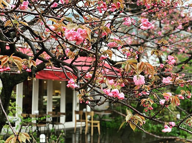 雨の八重桜。今日はカワ母の誕生日。ここ何年とこの日にムッシムパネン。#唄うたいカワムラ