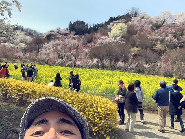カワ散歩。福島、桜の名所。花見山公園。#唄うたいカワムラ