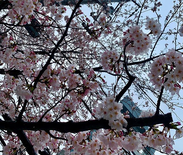 雨の日の桜。